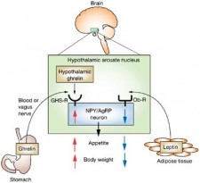 leptin-and-ghrelin-action-in-hypothalamus