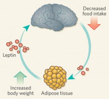 leptin