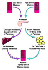 Insulin glucose action